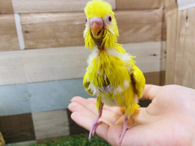 セキセイインコ