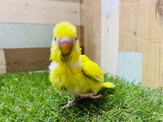 セキセイインコ
