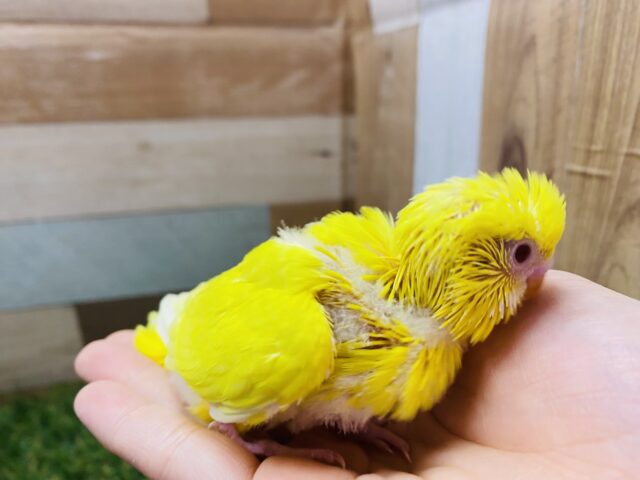 セキセイインコ