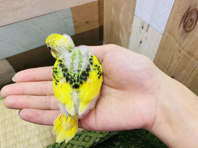 セキセイインコ