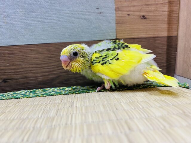 セキセイインコ