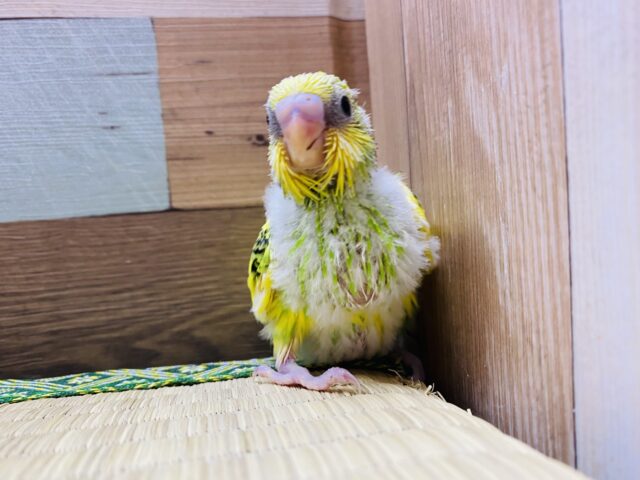 セキセイインコ