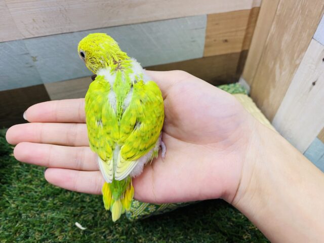 セキセイインコ