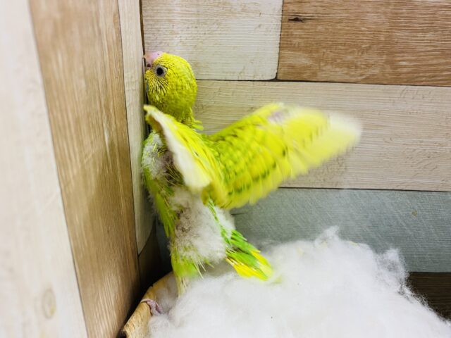 セキセイインコ