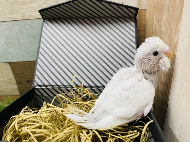 セキセイインコ