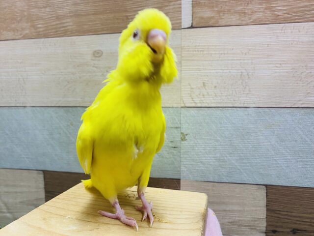 セキセイインコ