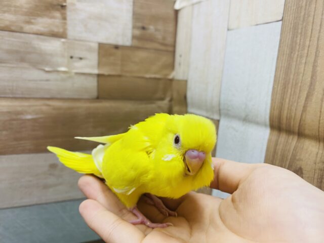 セキセイインコ