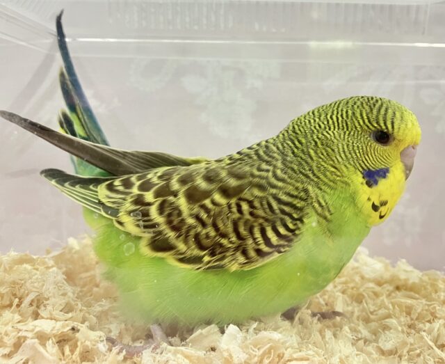 ジャンボセキセイインコ