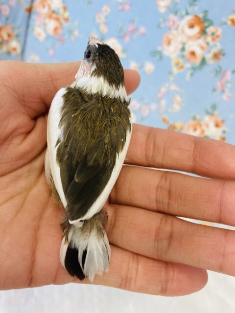 十姉妹（ジュウシマツ）