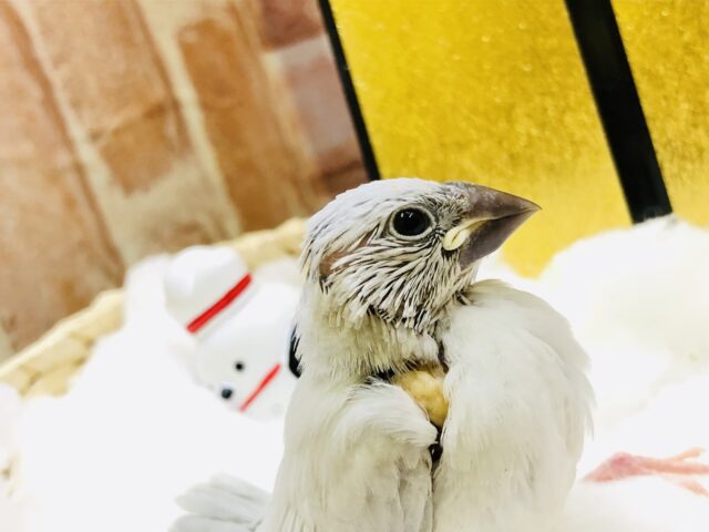 シルバー文鳥