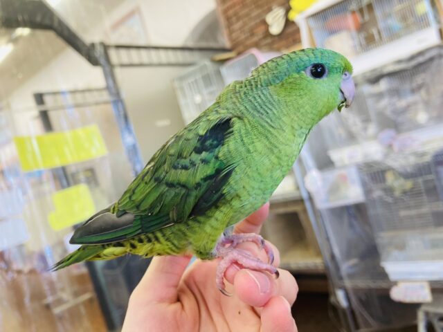 サザナミインコ