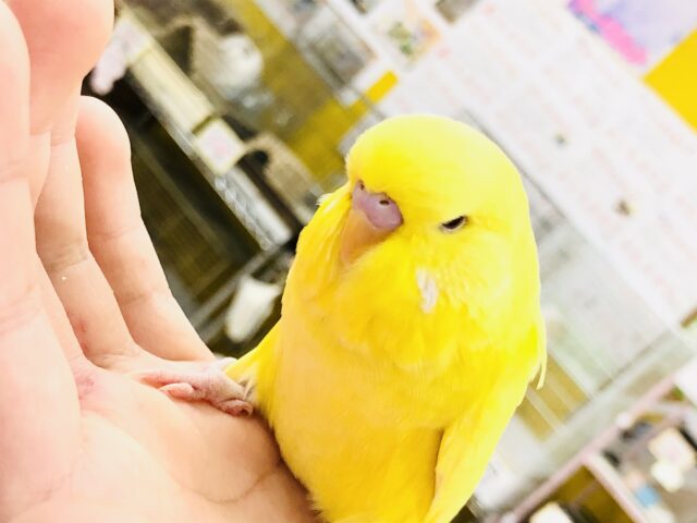 ジャンボセキセイインコ