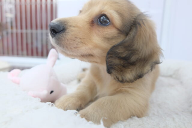 ミニチュアダックス