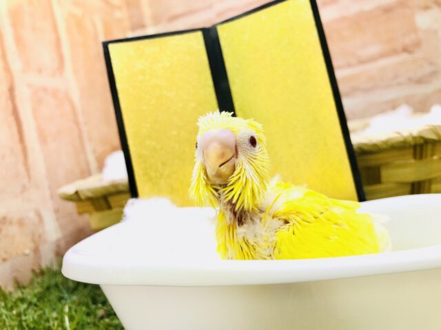 セキセイインコ