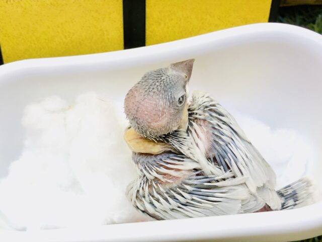シルバー文鳥