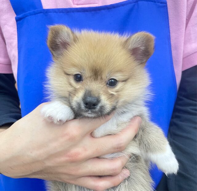 ポメラニアン×Wコーギー