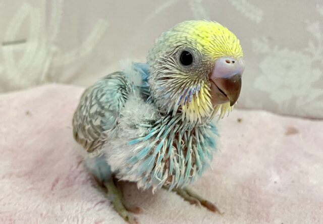 セキセイインコ