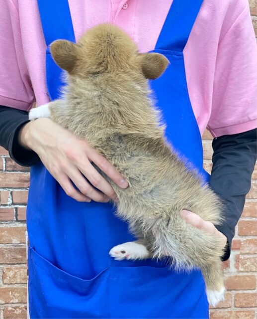 ポメラニアン×Wコーギー