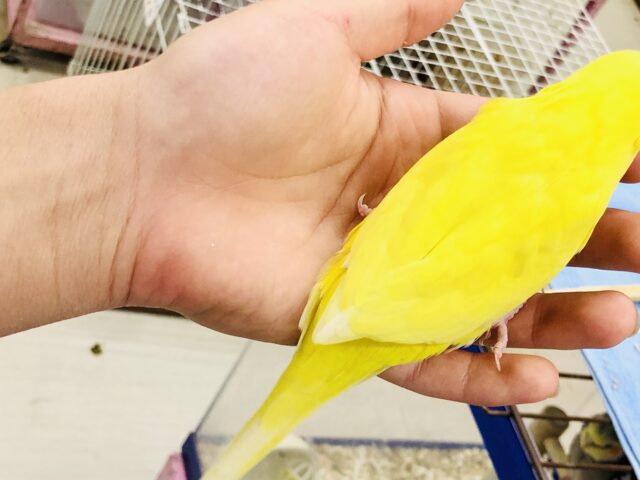 ジャンボセキセイインコ