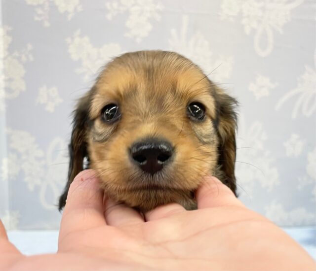 ミニチュアダックス