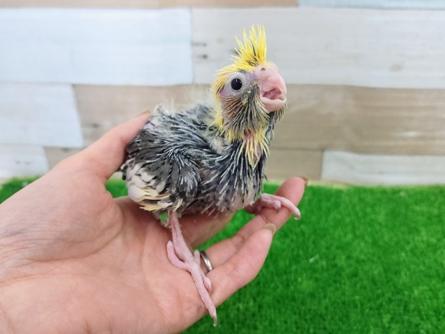 オカメインコ