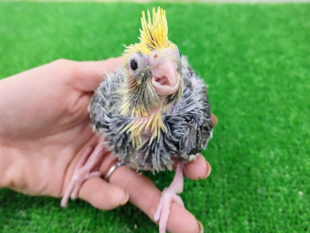 オカメインコ