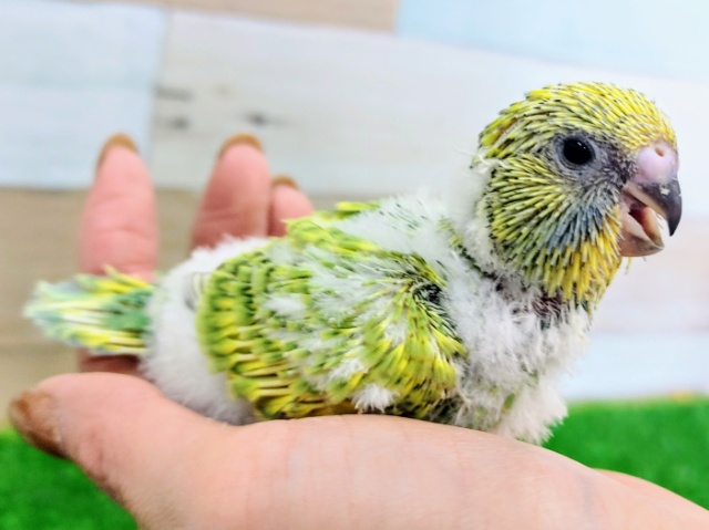 ジャンボセキセイインコ