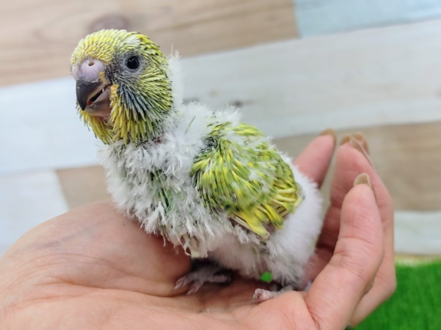 ジャンボセキセイインコ