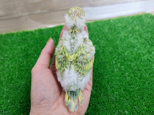 ジャンボセキセイインコ