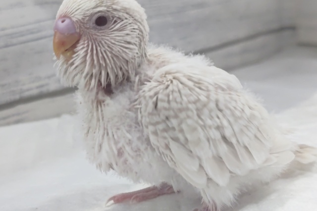 ジャンボセキセイインコ