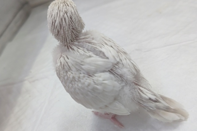 ジャンボセキセイインコ