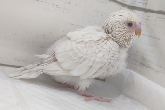 ジャンボセキセイインコ