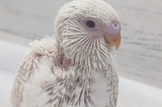 ジャンボセキセイインコ