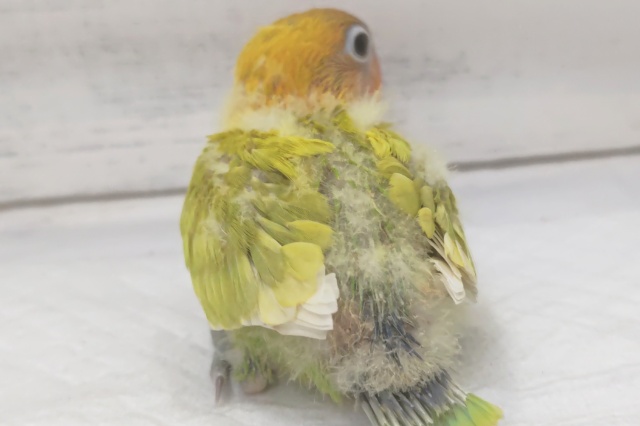 ヤマブキボタンインコ