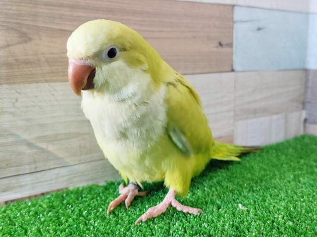 オキナインコ