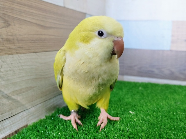 オキナインコ