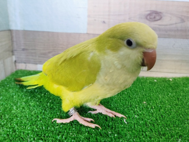 オキナインコ
