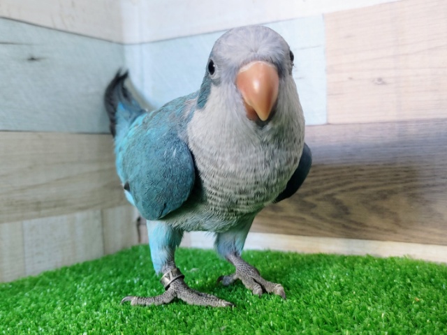 オキナインコ