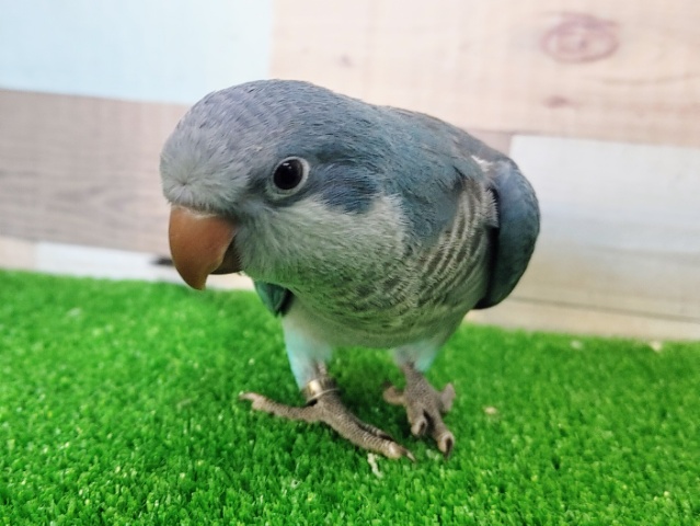 オキナインコ