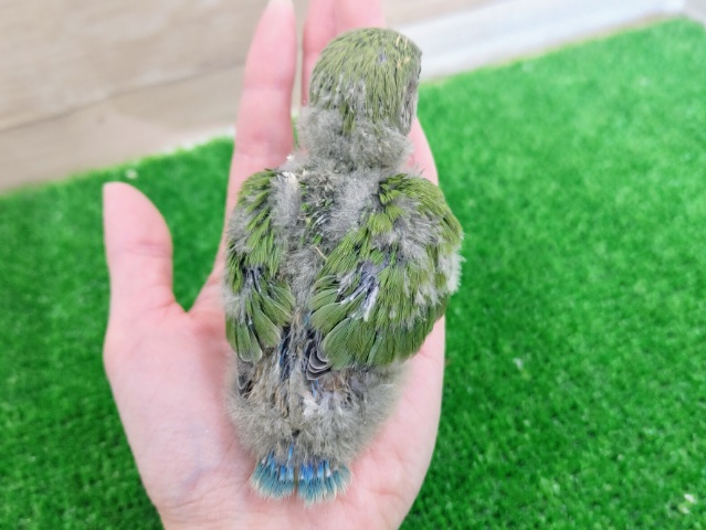 コザクラインコ（小桜インコ）