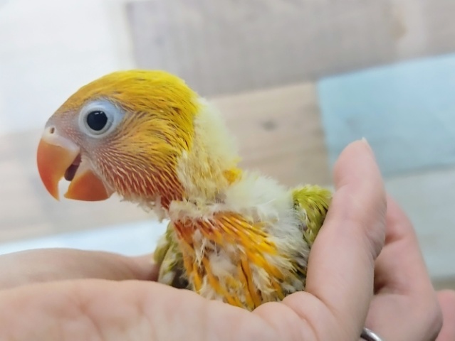 ヤマブキボタンインコ