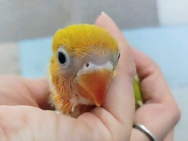 ヤマブキボタンインコ