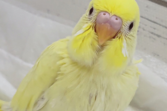 セキセイインコ