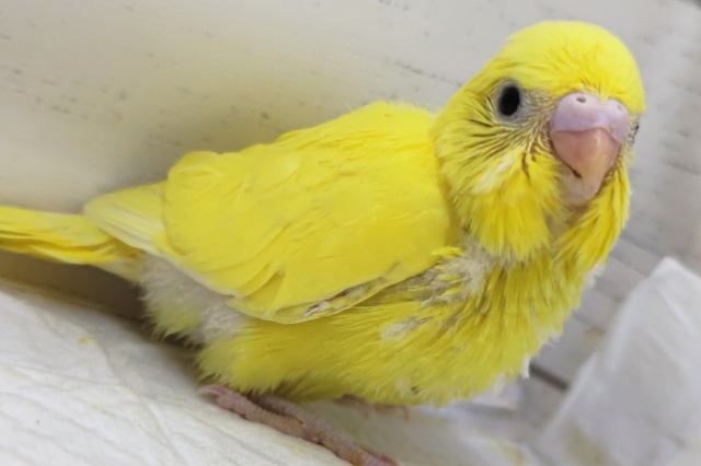 セキセイインコ