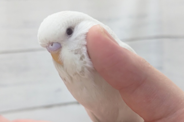 ジャンボセキセイインコ