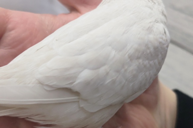 ジャンボセキセイインコ