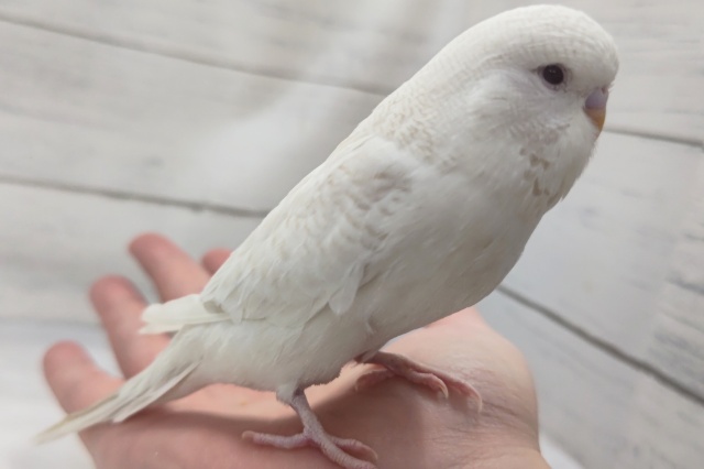 ジャンボセキセイインコ