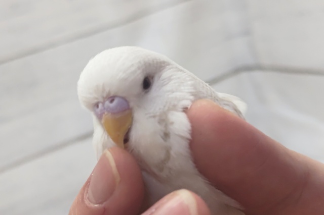 ジャンボセキセイインコ