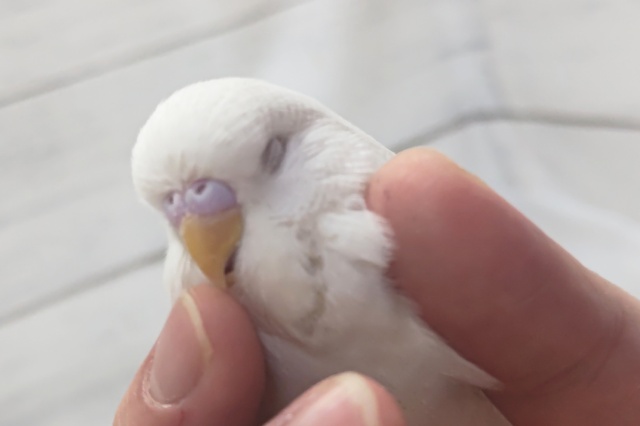 ジャンボセキセイインコ