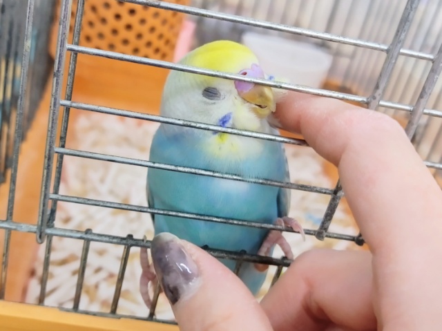 セキセイインコ